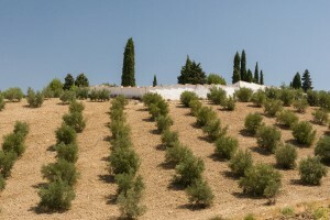 almond farm